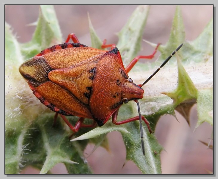 Carpocoris mediterraneus (quasi sicuramente!)